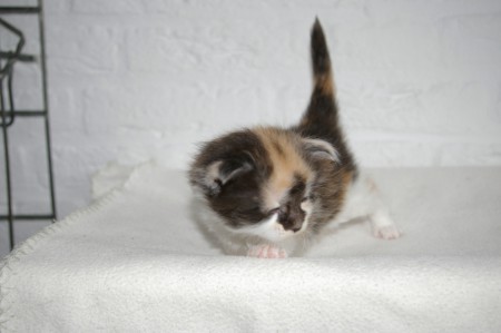 3 weken oud, de antenne leeftijd :)